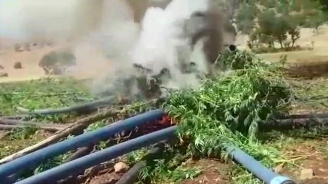 Diyarbakır'da tek operasyonda 6 milyon kök kenevir ele geçirildi